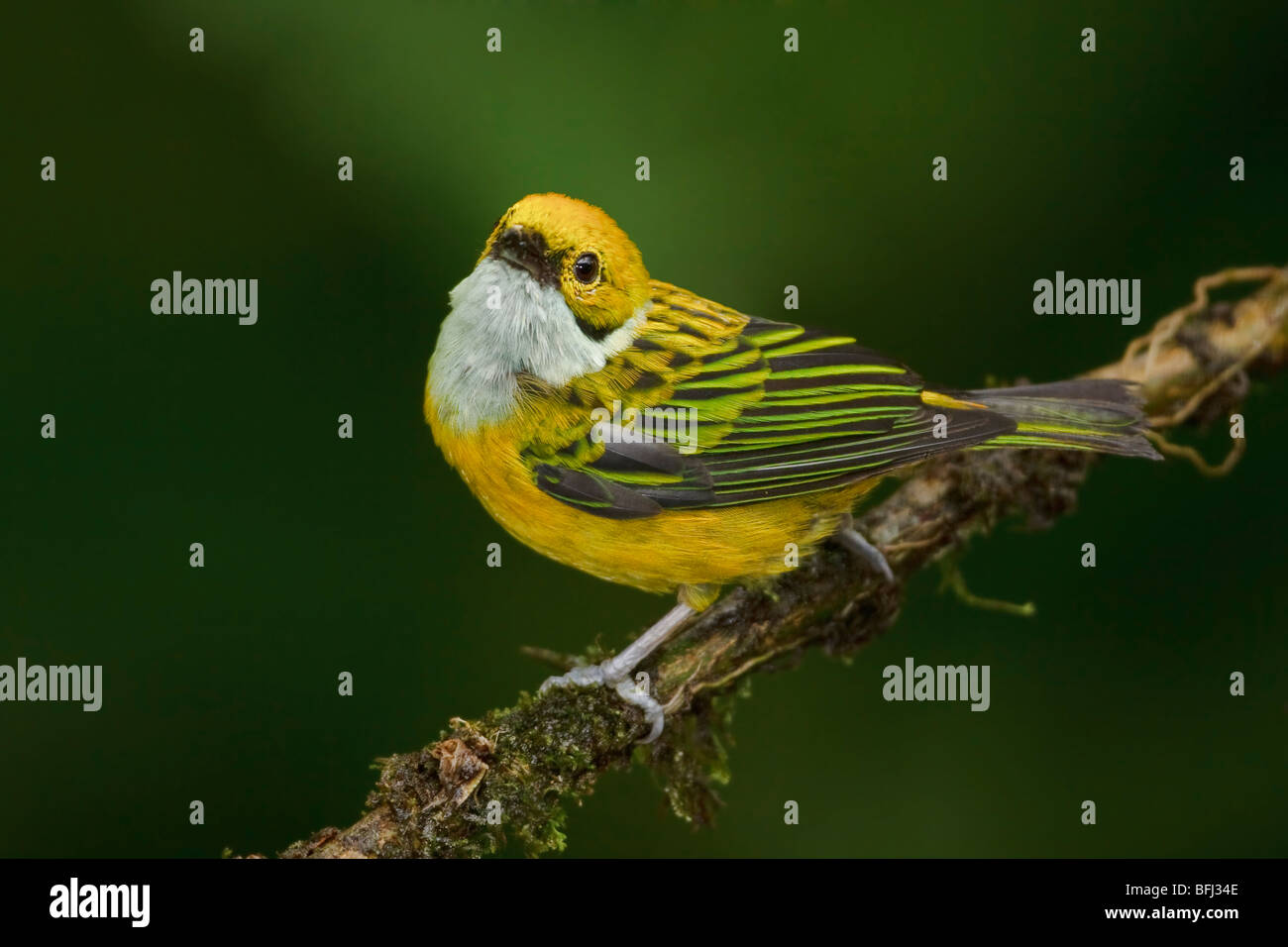 Silber-throated Tanager (Tangara Icterocephala) thront auf einem Ast im Milpe Reservat im Nordwesten Ecuadors. Stockfoto