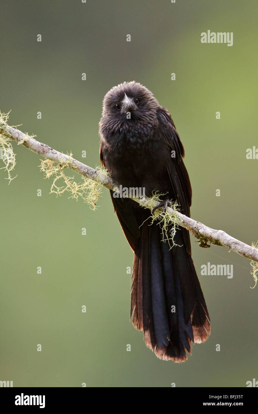Glatt-billed Ani (Crotophaga Ani) thront auf einem Ast in der Nähe von Podocarpus Nationalpark im Südosten Ecuadors. Stockfoto