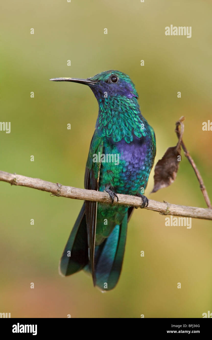 Funkelnde Violetear (Colibri Coruscans) thront auf einem Ast in Cuenca im Süden Ecuadors. Stockfoto