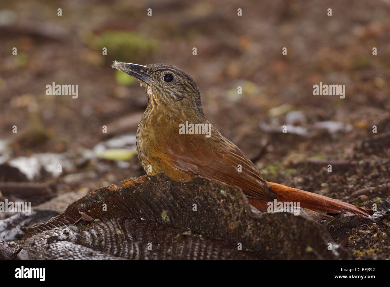Streifen-capped Treehunter (Thripadectes Virgaticeps) in der Tandayapa Tal von Ecuador. Stockfoto