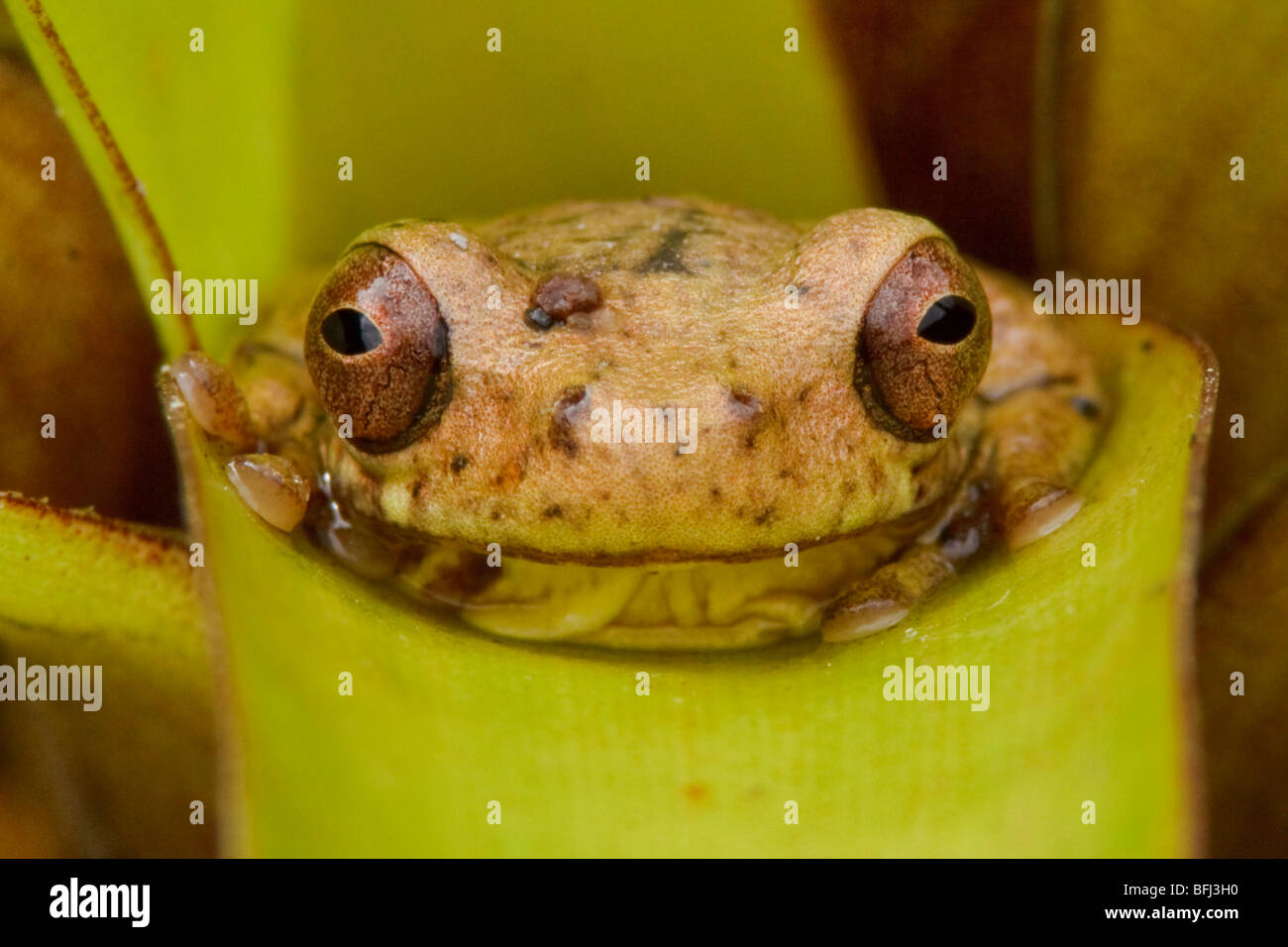 Ein Treefrog thront auf einer Bromelie in Tandayapa Tal von Ecuador. Stockfoto