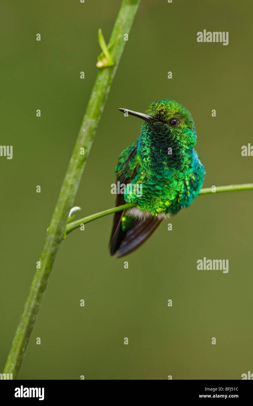 Ein Western-Smaragd-Kolibri (Chlorostilbon Melanorhyncus) thront auf einem Ast in Tandayapa Tal von Ecuador. Stockfoto