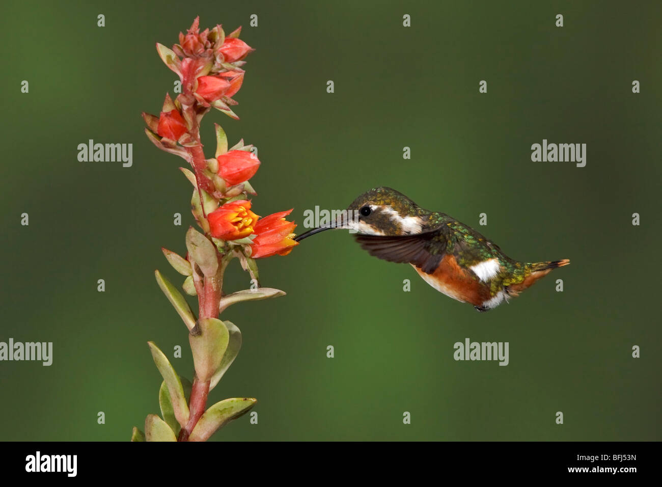 White-bellied Woodstar (Chaetocercus Mulsant) Fütterung auf eine Blume während des Fluges in der Guango Lodge in Ecuador. Stockfoto