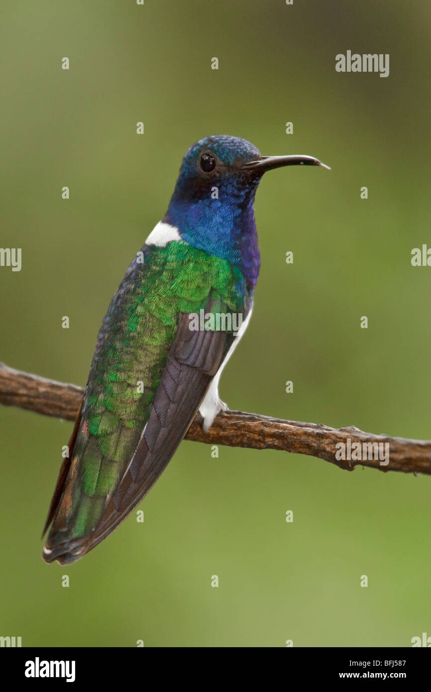 Weiß-necked Jakobiner (Florisuga Mellivora) thront auf einem Ast im Buenaventura Lodge in Südwest-Ecuador. Stockfoto