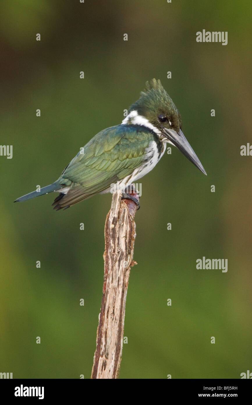 Amazon Kingfisher (Chloroceryle Amazona) thront auf einem Ast in der Nähe des Flusses Napo im Amazonasgebiet Ecuadors. Stockfoto