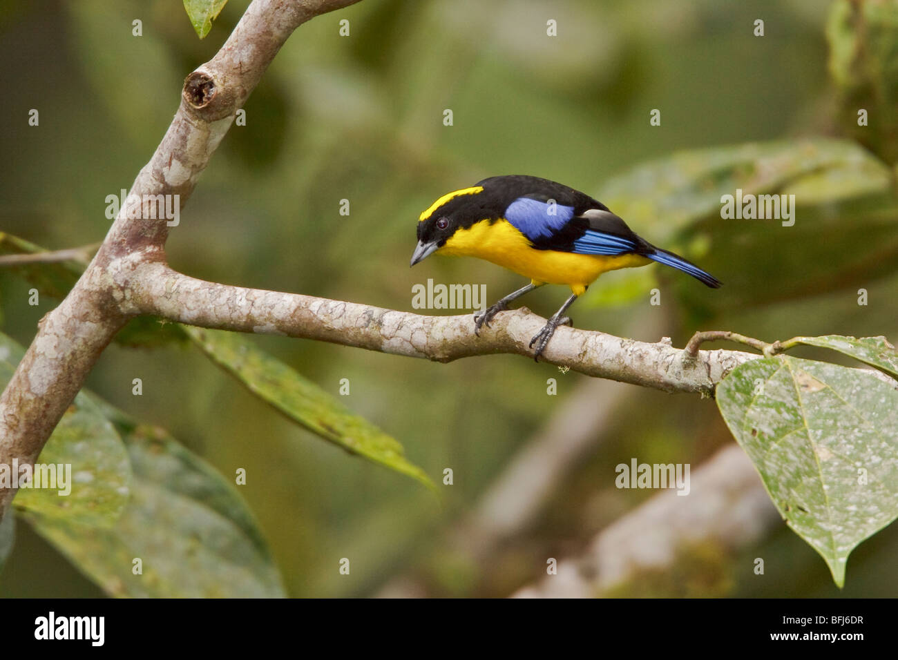 Blue-winged Berg Tanager (Anisognathus Somptuosus) thront auf einem Ast in Tandayapa Tal von Ecuador. Stockfoto