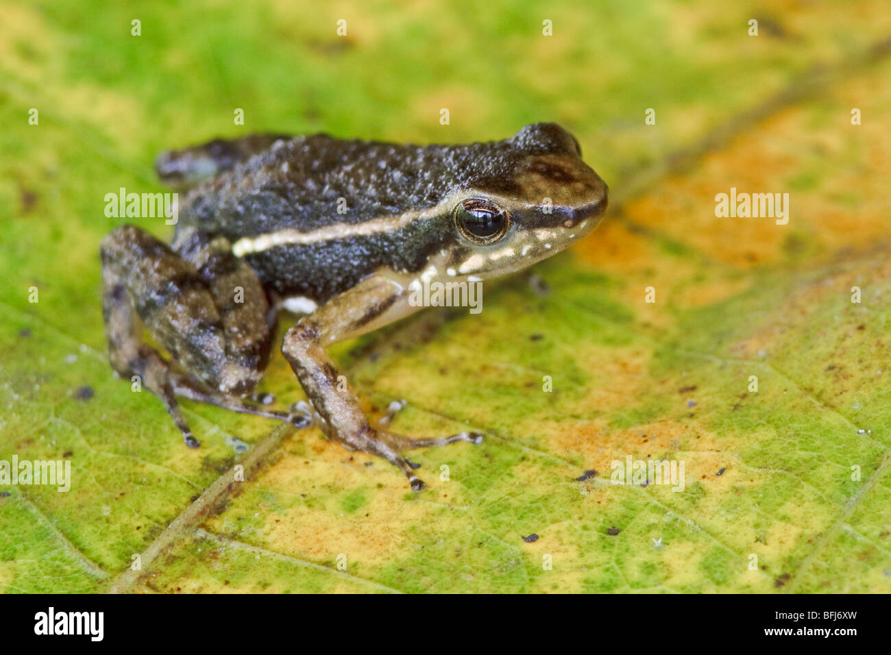 Ein Frosch, thront auf einem Blatt im Buenaventura Lodge in Südwest-Ecuador. Stockfoto