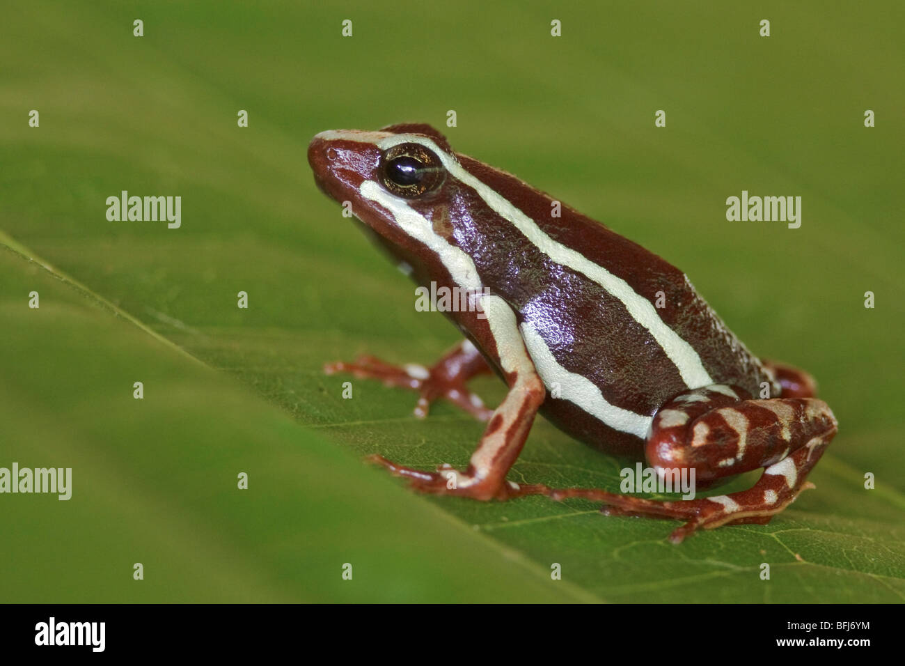 Ein Frosch, thront auf einem Blatt im Buenaventura Lodge in Südwest-Ecuador. Stockfoto