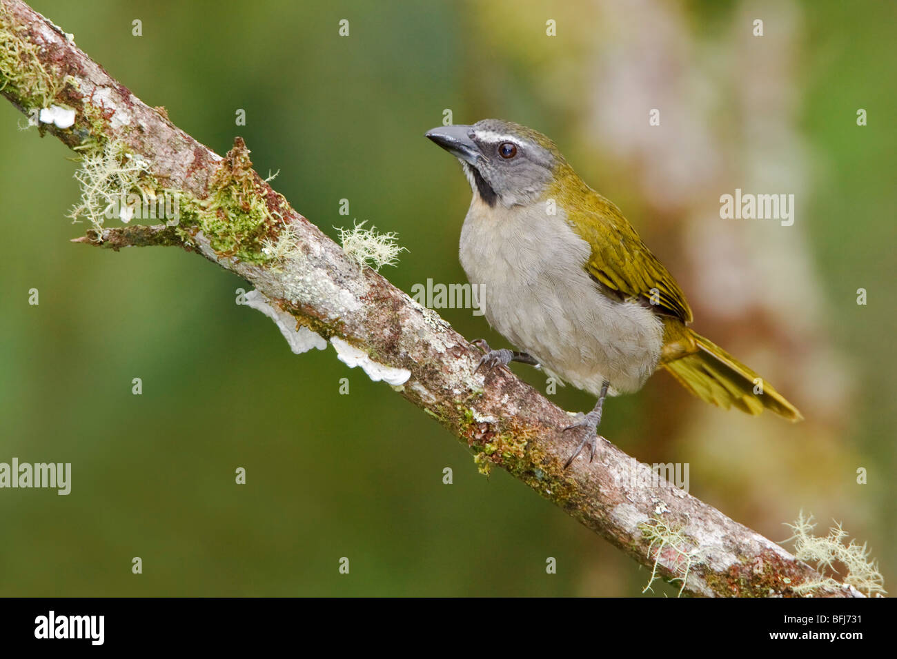 Buff-throated Saltator (Saltator Maximus) thront auf einem Ast in der Nähe von Podocarpus Nationalpark im Südosten Ecuadors. Stockfoto