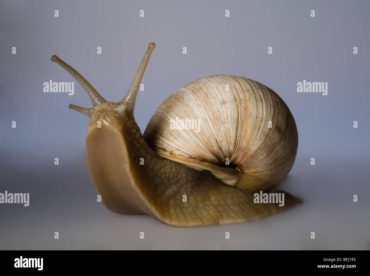 Helix, close-up. Stockfoto