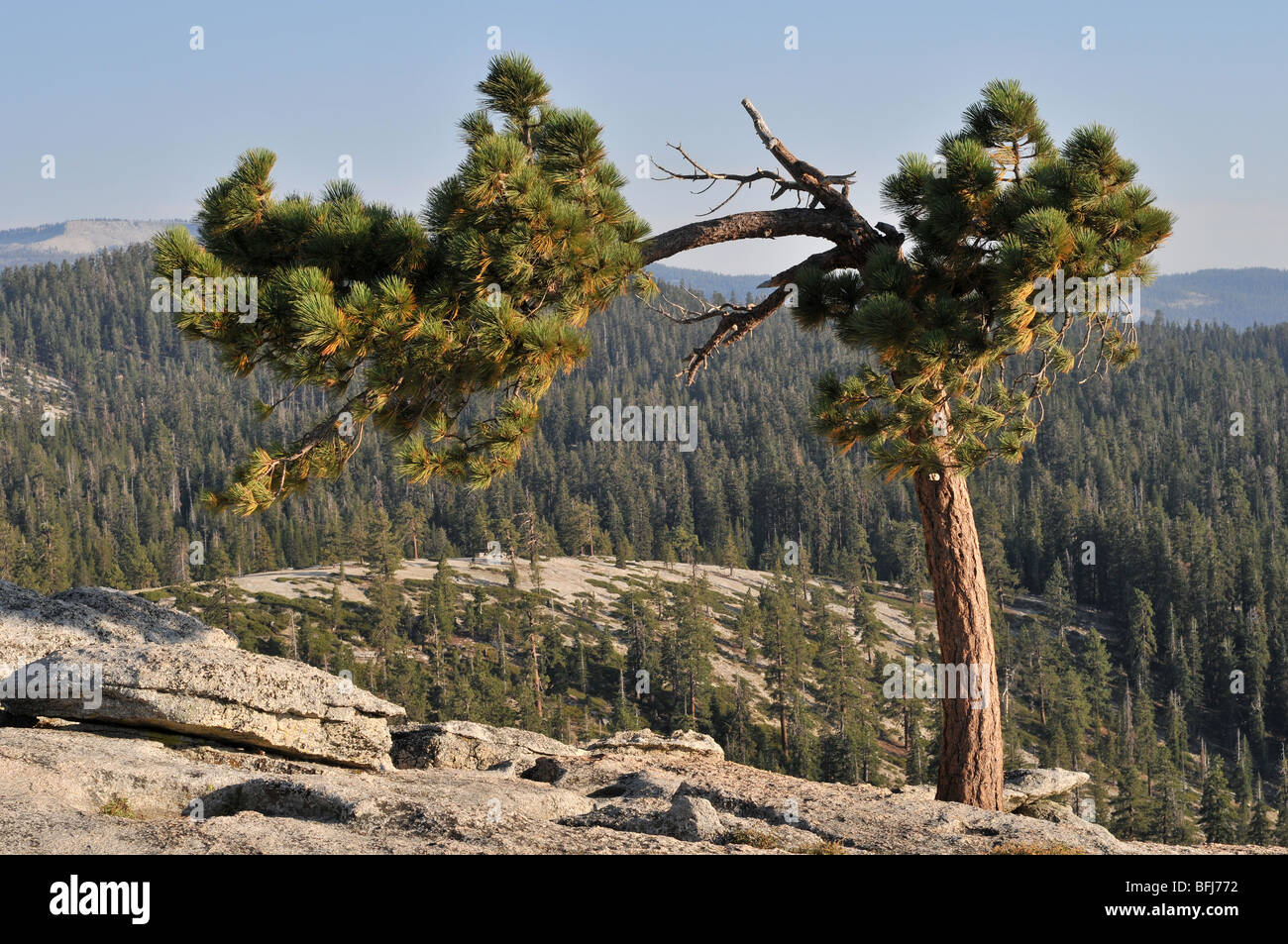 Eine kleine Tanne an der Oberseite Sentinel Dome, Yosemite-Tal Stockfoto
