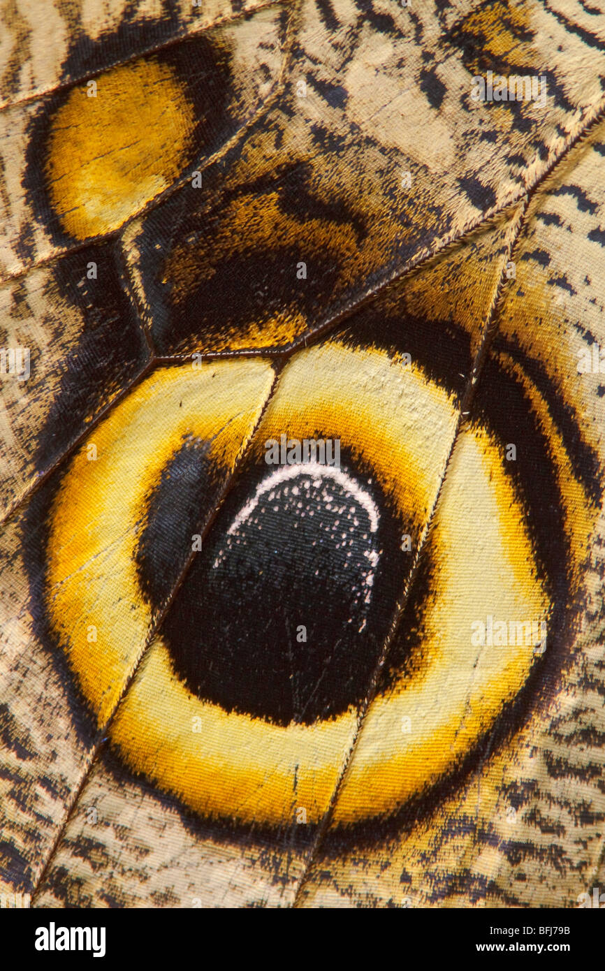 Ein Schmetterling, thront auf einem Blatt in Ecuador. Stockfoto