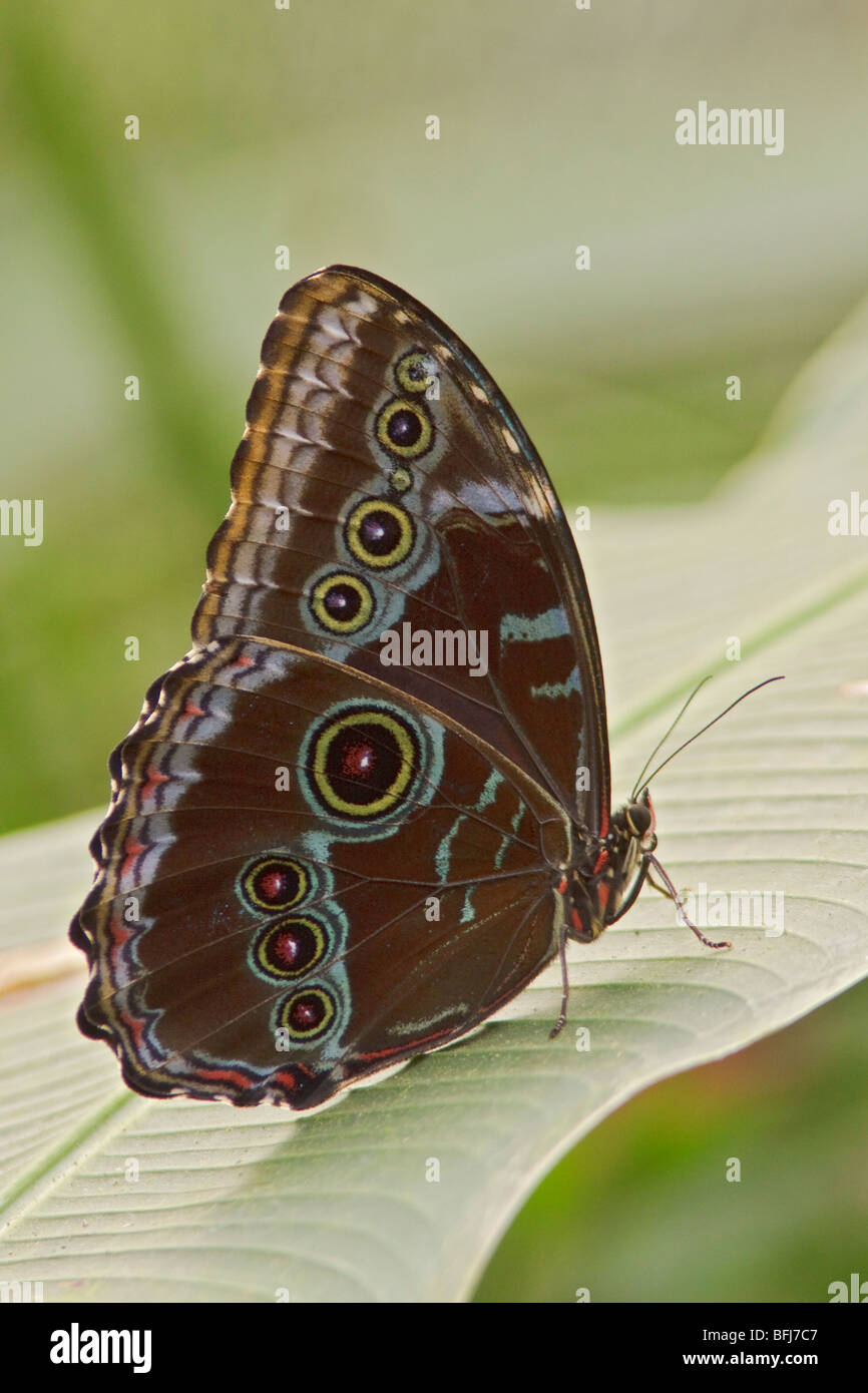 Ein Schmetterling, thront auf einem Blatt in Ecuador. Stockfoto