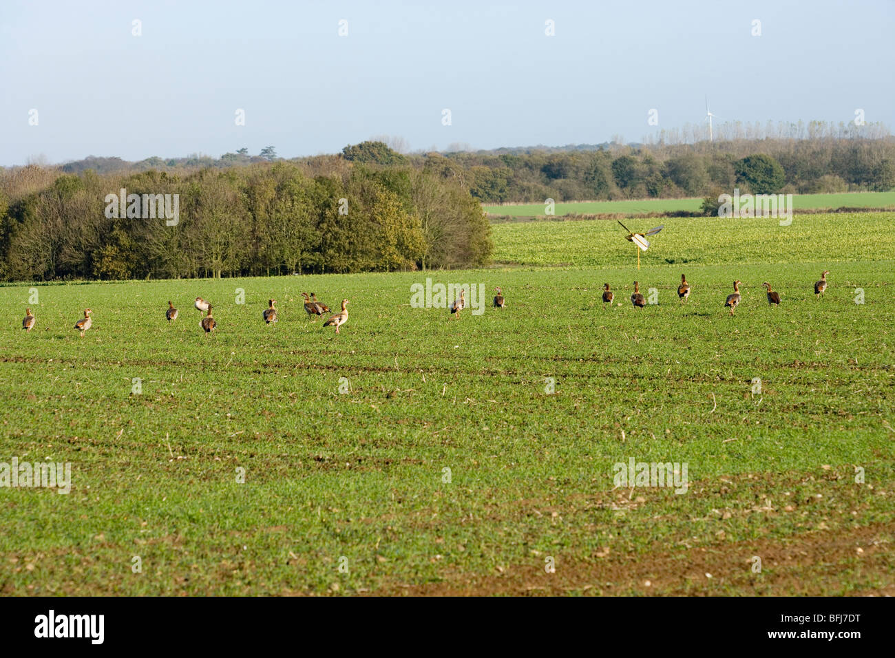 Ägyptische Gänse Alopochen Aegyptiacus wilde Bevölkerung eingeführt Stockfoto