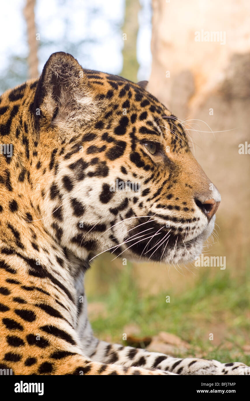 Jaguar (Panthera Onca). Erwachsene Weibchen-Kopf-Profil, Porträt. Stockfoto