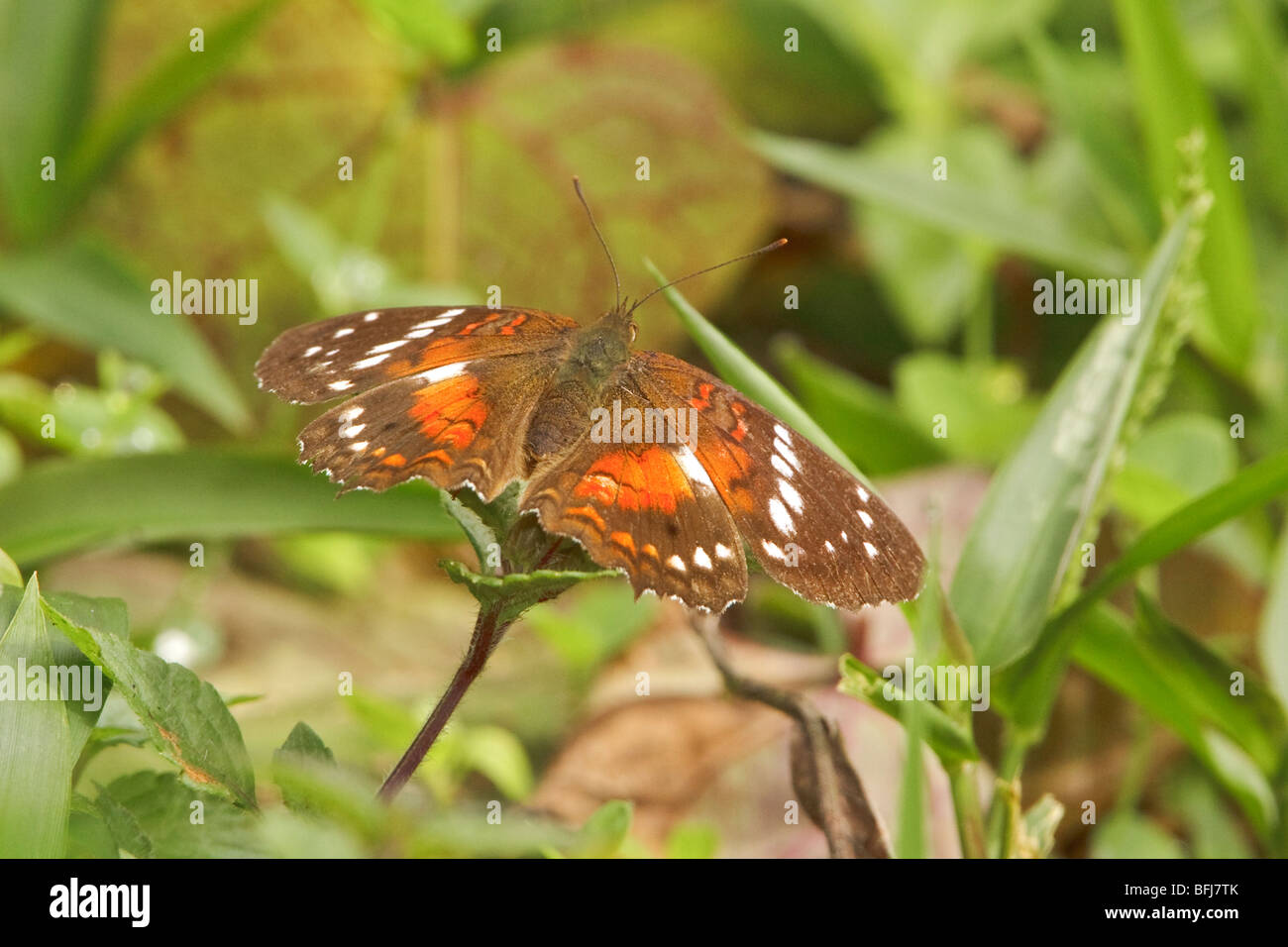 Ein Schmetterling, thront auf einem Ast im Milpe Reservat im Nordwesten Ecuadors. Stockfoto