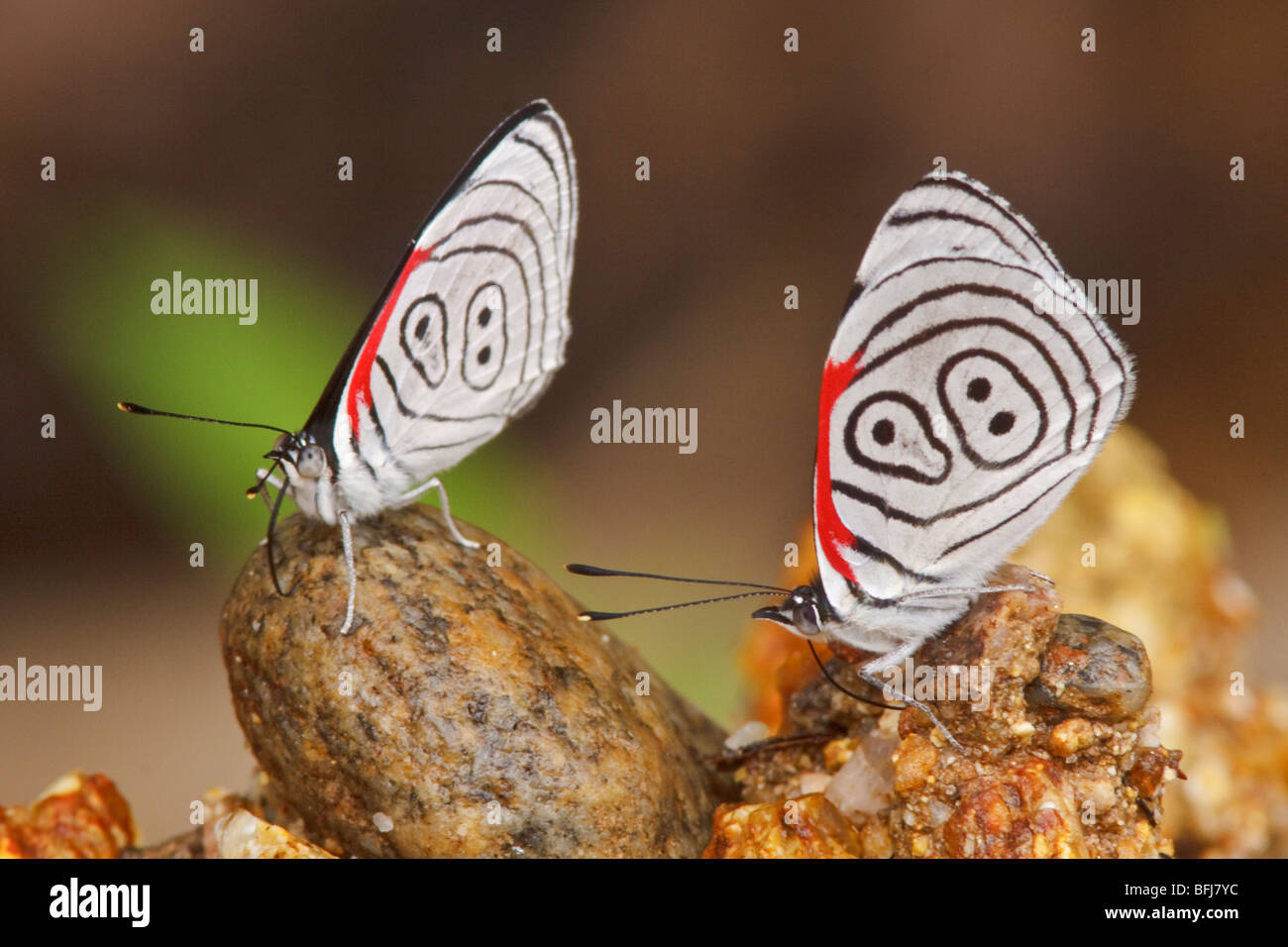 Ein Schmetterling im Podocarpus Nationalpark im Südosten Ecuadors. Stockfoto