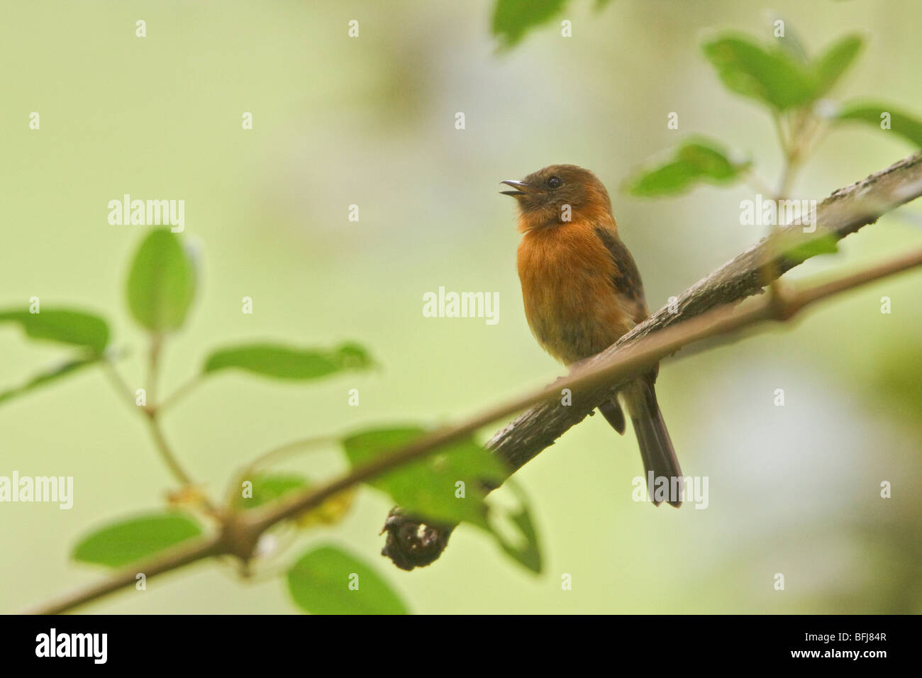 Zimt Flycatcher (Pyrrhomyias Cinnamomea) in der Nähe von Papallacta Pass im Hochland von Zentral Ecuador singen. Stockfoto