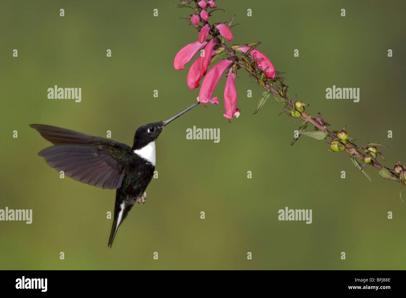 Collared Inka Kolibri (Coeligena Torquata) Fütterung auf eine Blume während des Fluges in der Guango Lodge in Ecuador. Stockfoto