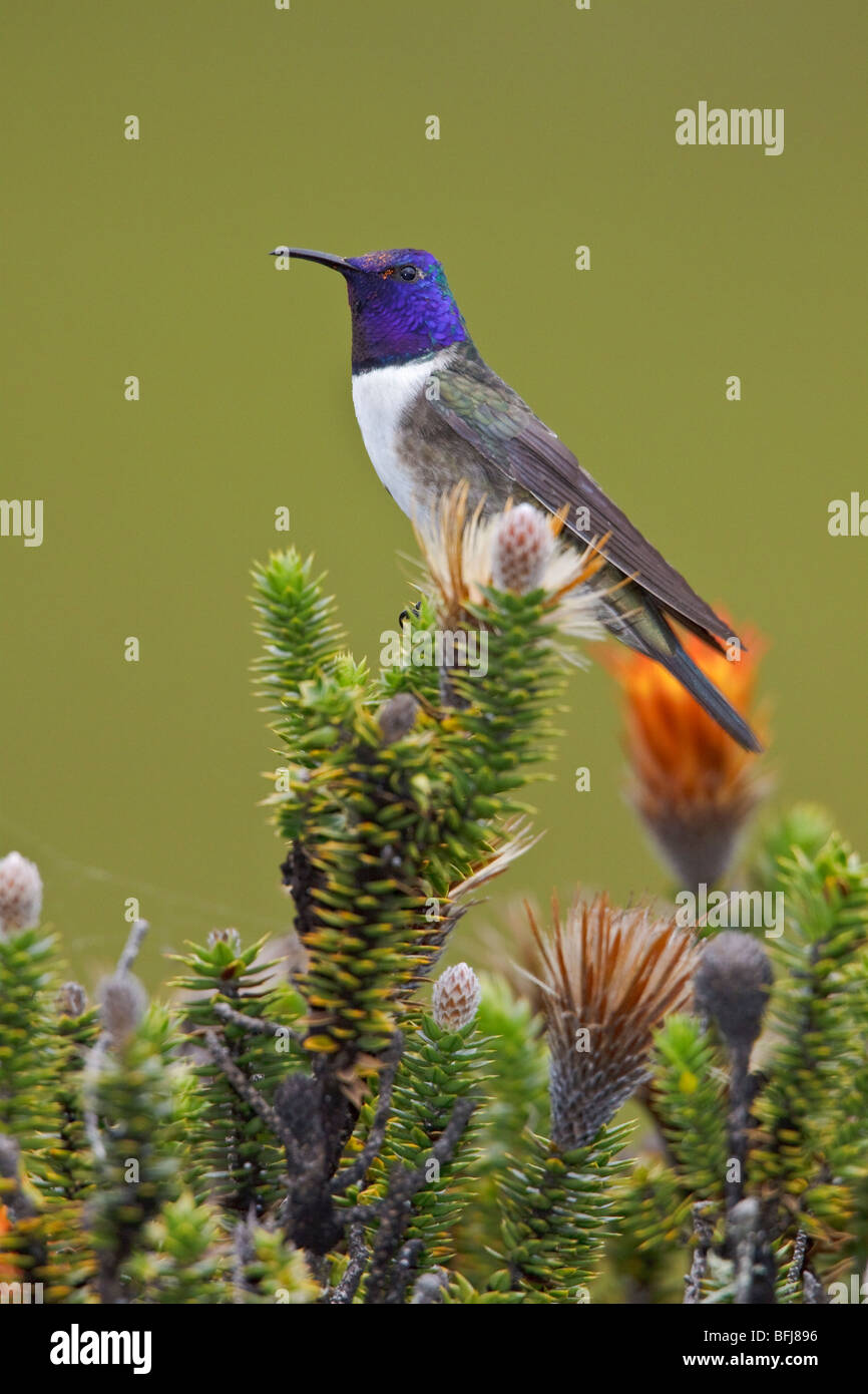 Ecuadorianische Hillstar (Oreotrochilus Chimborazo) thront auf einer blühenden Pflanze im Hochland von Ecuador Stockfoto