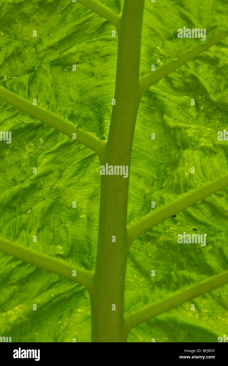 Muster in das Blatt eine große Pflanze in Ecuador. Stockfoto