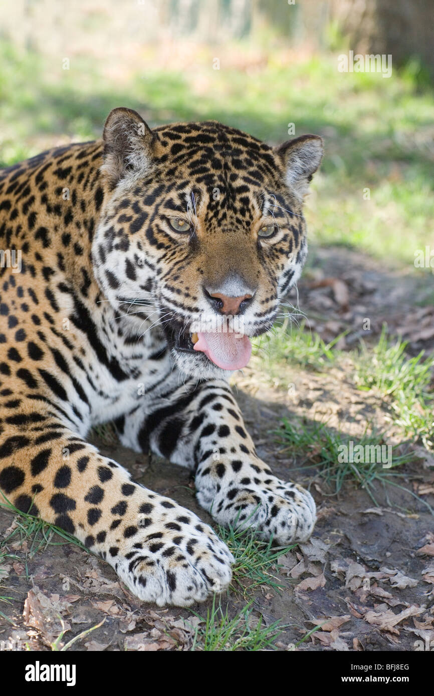 Jaguar (Panthera onca). männlichen Erwachsenen. Porträt. Aufmerksame Haltung. Fore Körper. Kopf, Schultern, Front Gliedmaßen. Close Up. Stockfoto