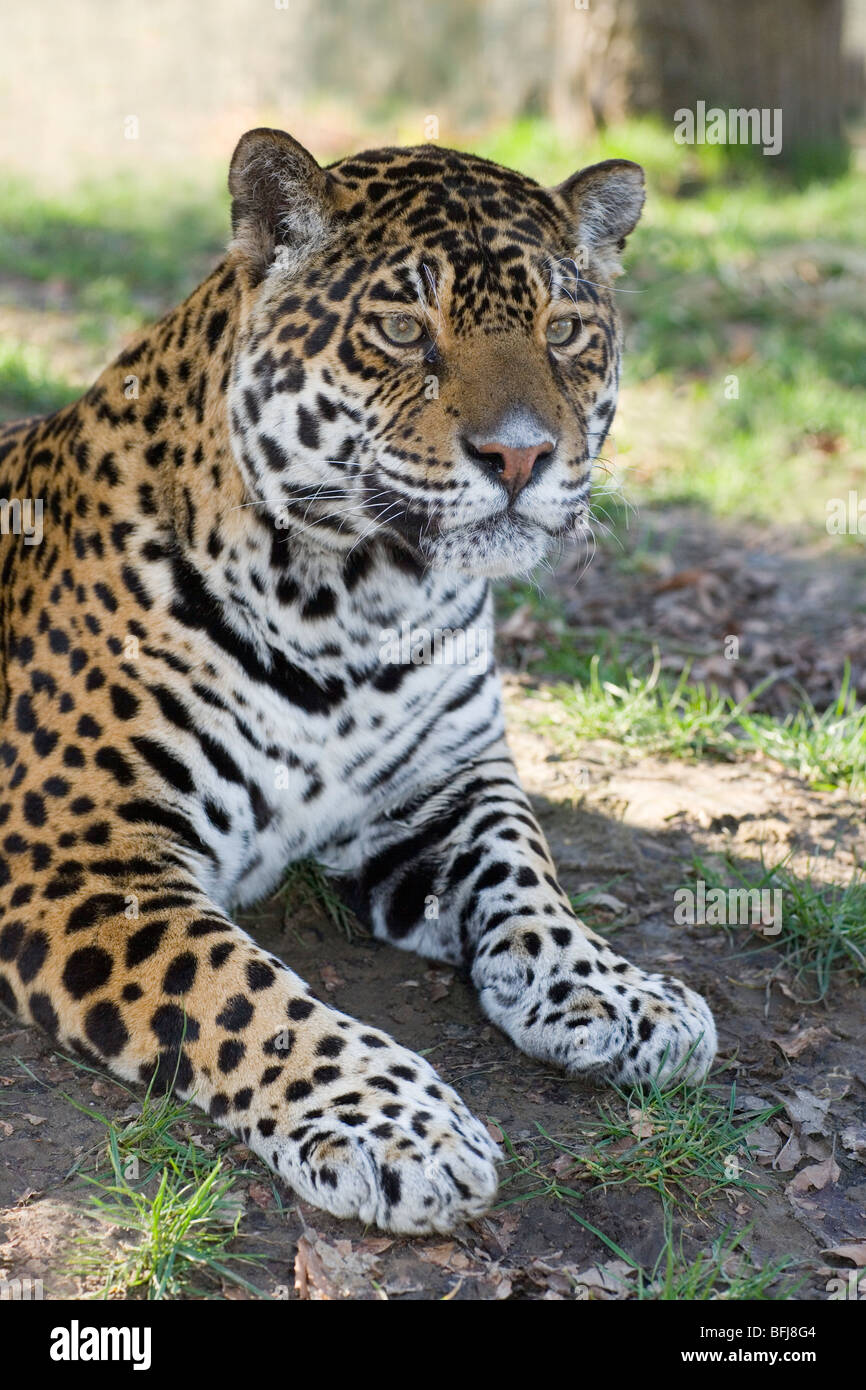 Jaguar (Panthera onca). männlichen Erwachsenen. Porträt. Aufmerksame Haltung. Fore Körper. Kopf, Schultern, Front Gliedmaßen. Close Up. Stockfoto