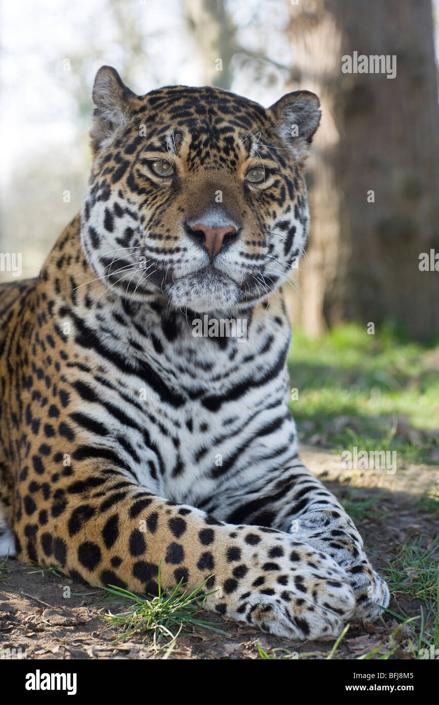 Jaguar (Panthera onca). männlichen Erwachsenen. Porträt. Aufmerksame Haltung. Fore Körper. Kopf, Schultern, Front Gliedmaßen. Close Up. Stockfoto
