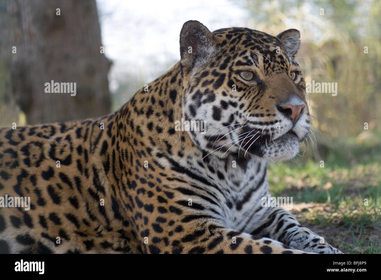 Jaguar (Panthera onca). männlichen Erwachsenen. Porträt. Aufmerksame Haltung. Fore Körper. Kopf, Schultern, Front Gliedmaßen. Close Up. Stockfoto