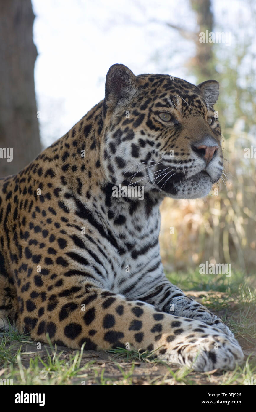 Jaguar (Panthera onca). männlichen Erwachsenen. Porträt. Aufmerksame Haltung. Fore Körper. Kopf, Schultern, Front Gliedmaßen. Close Up. Stockfoto