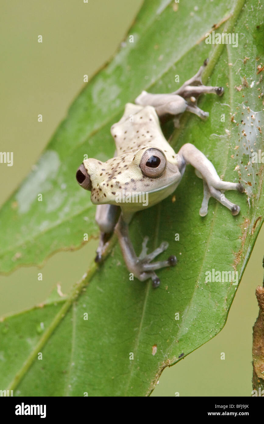 Ein Frosch sitzt auf einem bemoosten Ast im Amazonasgebiet Ecuadors. Stockfoto