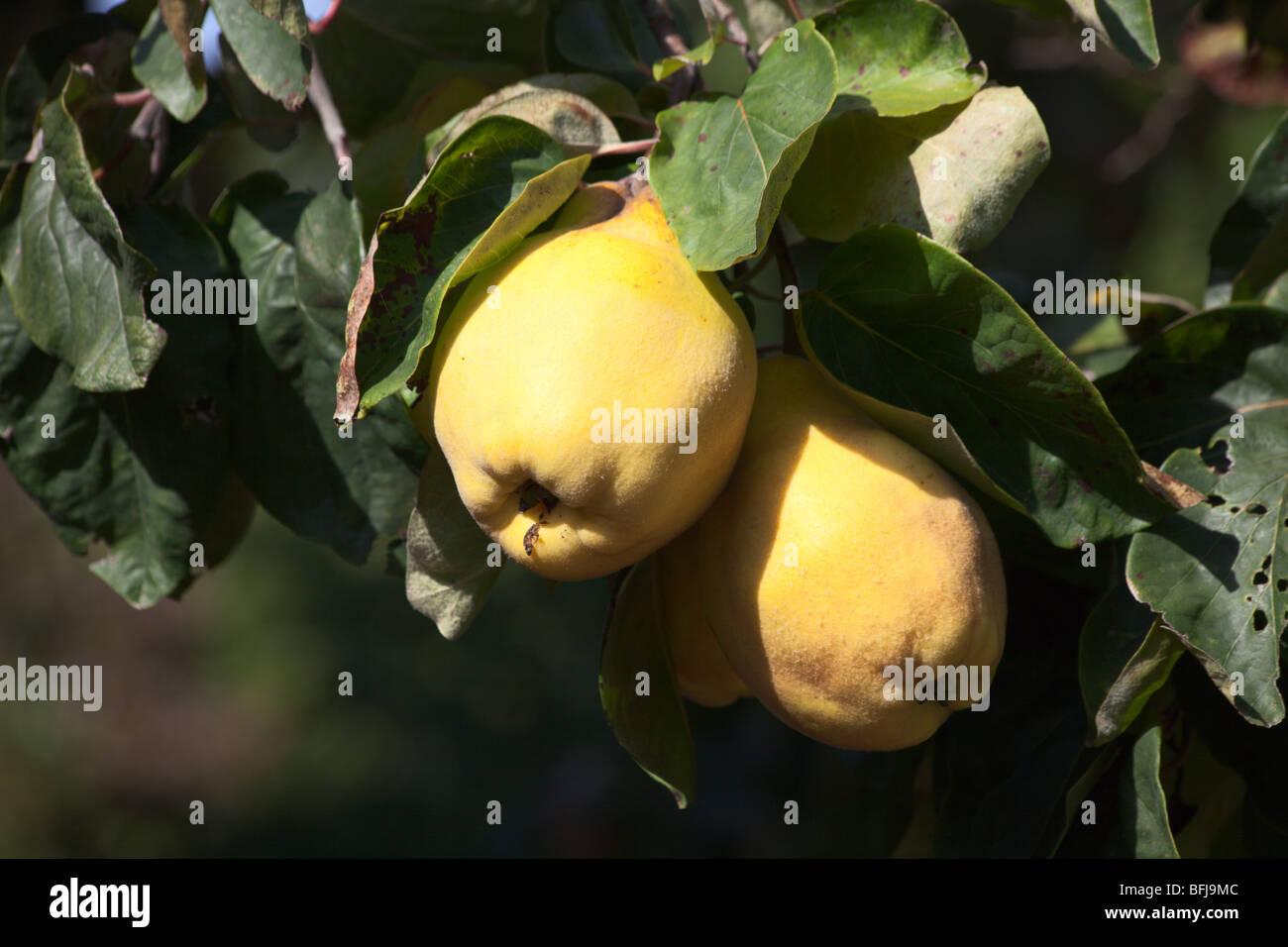 Reife Frucht am Baum-Sorte Quitte Vranja Stockfoto