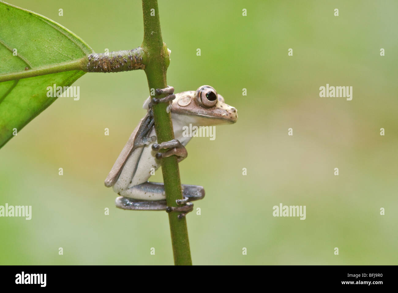 Ein Frosch sitzt auf einem bemoosten Ast im Amazonasgebiet Ecuadors. Stockfoto