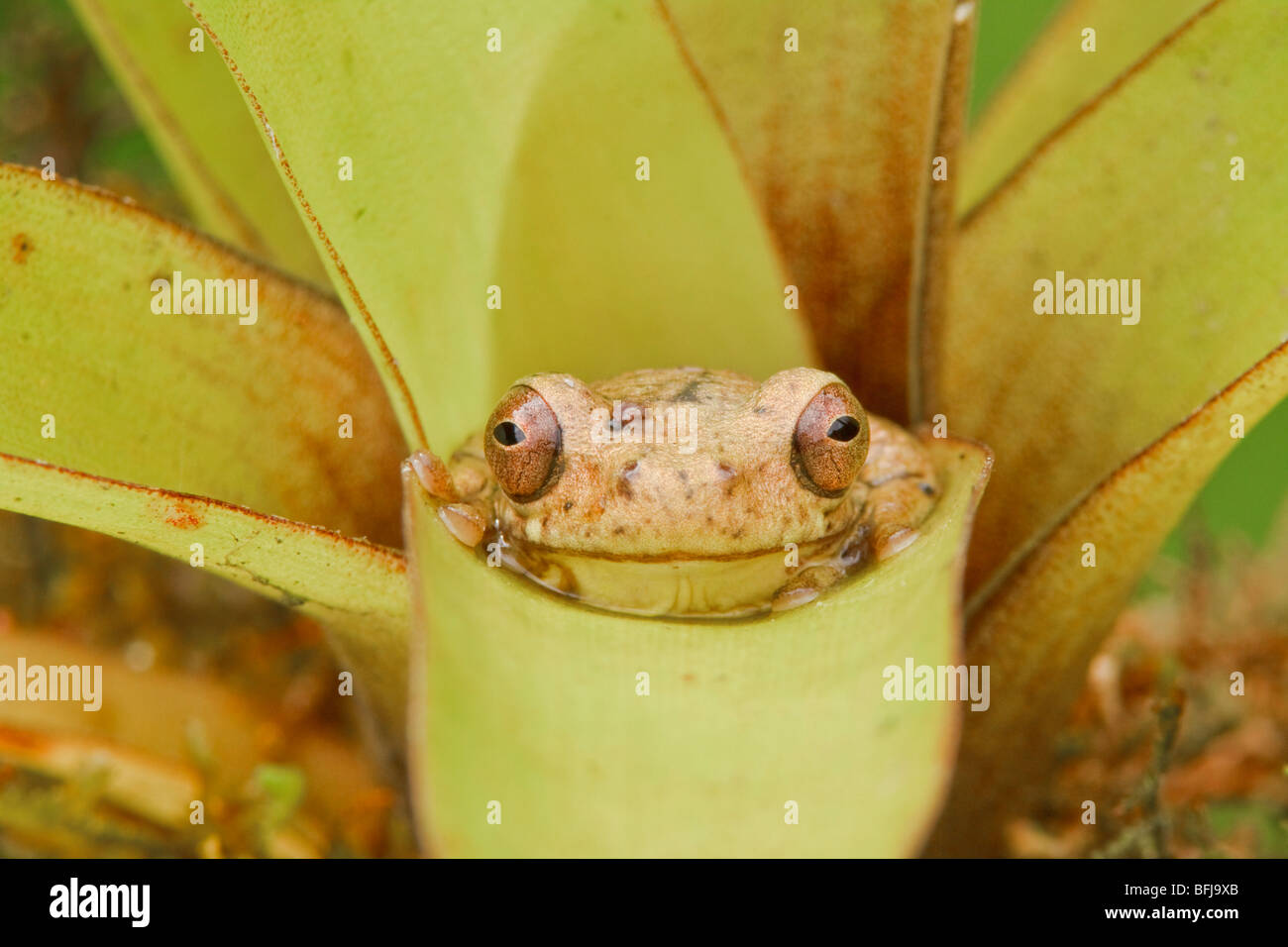 Ein Treefrog thront auf einer Bromelie in Tandayapa Tal von Ecuador. Stockfoto