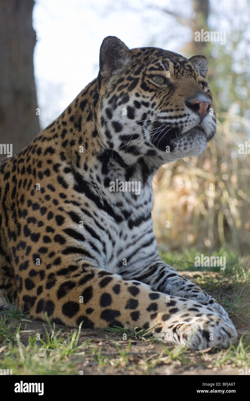 Jaguar (Panthera onca). männlichen Erwachsenen. Porträt. Aufmerksame Haltung. Fore Körper. Kopf, Schultern, Front Gliedmaßen. Close Up. Stockfoto