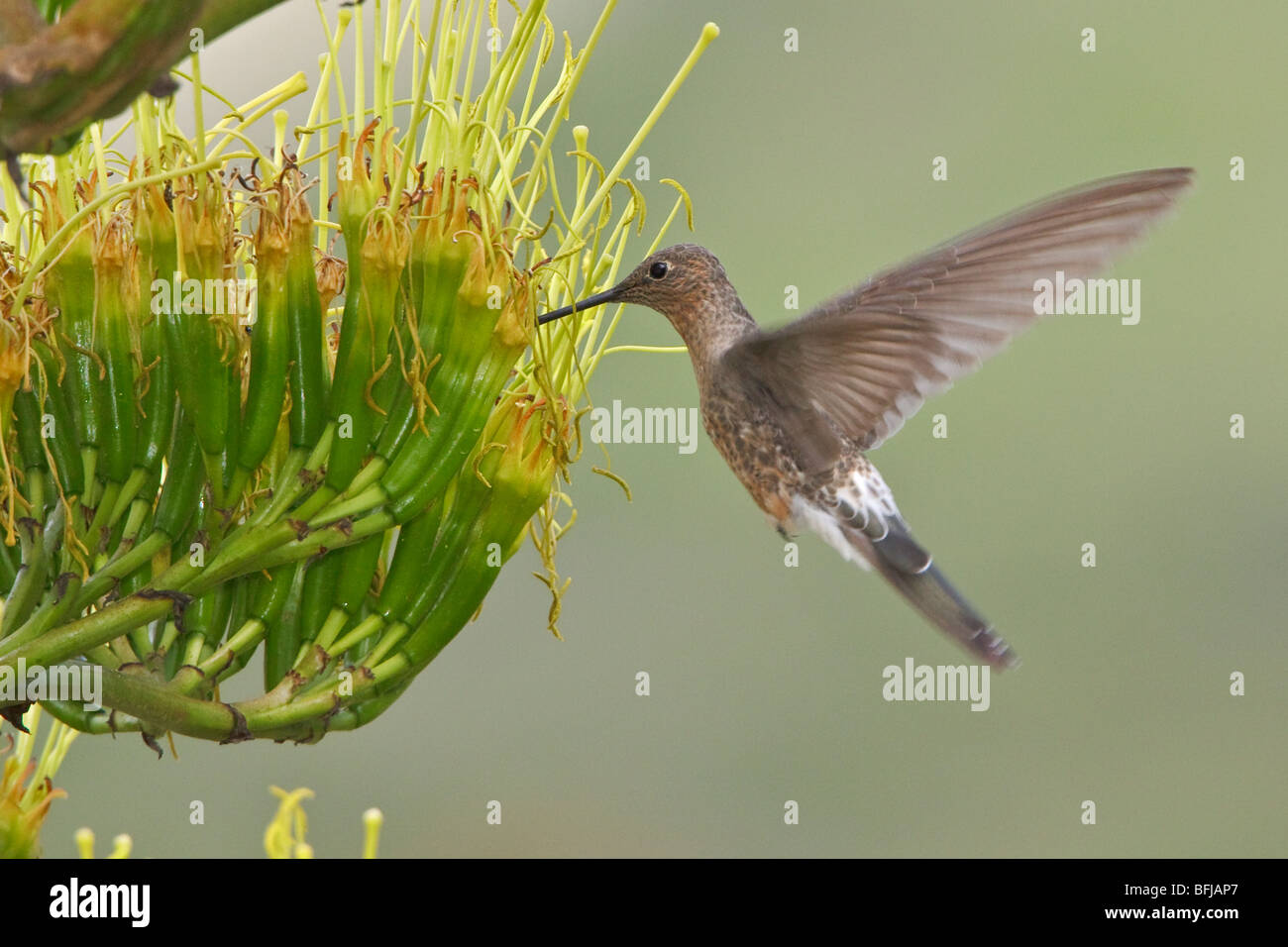 Riesiger Kolibri (Patagona Gigas) Fütterung auf eine blühende Pflanze in der Nähe von Quito im Hochland von Zentral Ecuador. Stockfoto