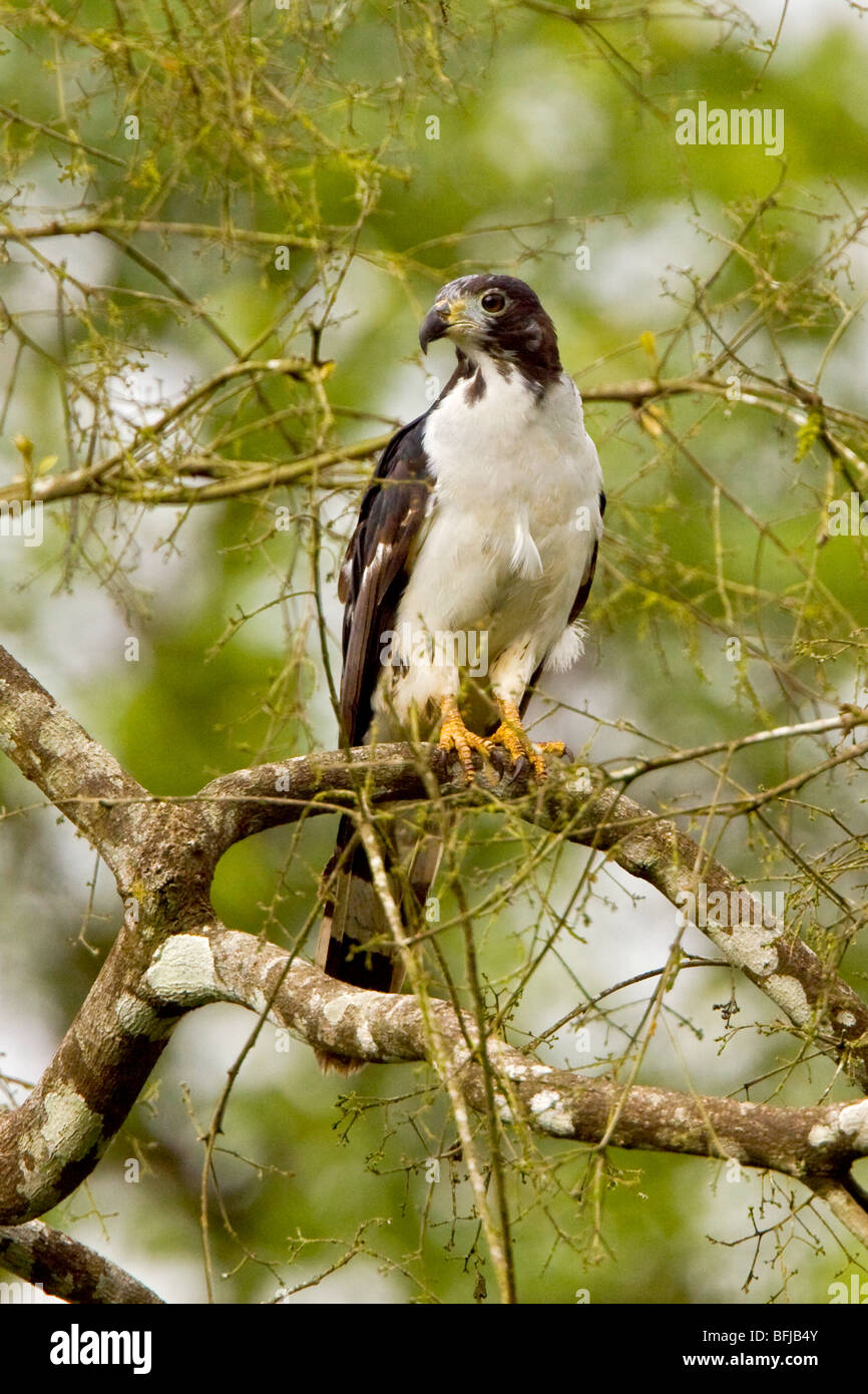 Grau-vorangegangene Drachen thront auf einem Ast im Buenaventura Lodge in Südwest-Ecuador. Stockfoto