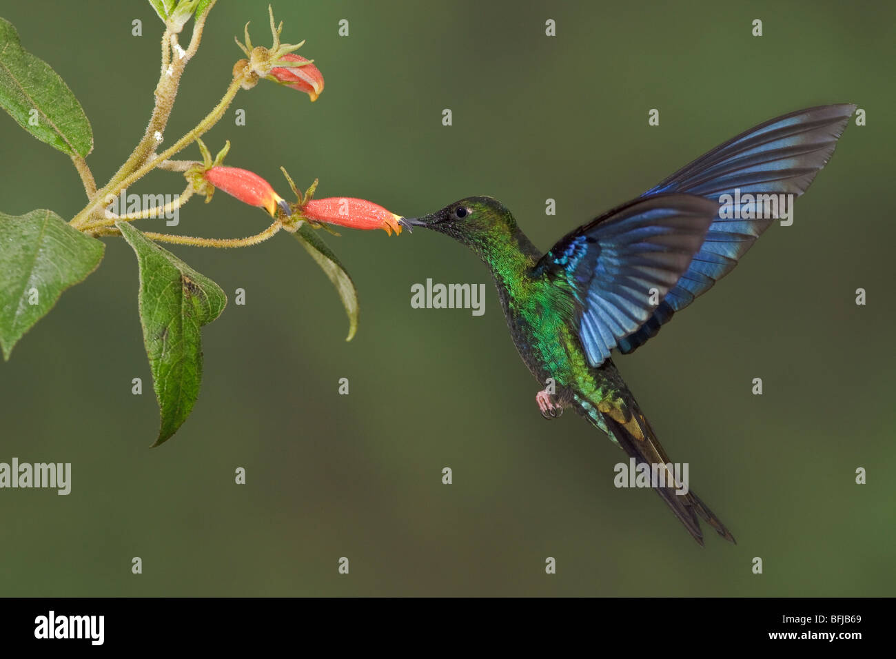 Große Saphirewing (Pterophanes Cyanopterus) fliegen und Fütterung eine Blume an der Yanacocha behalten sich in der Nähe von Quito, Ecuador. Stockfoto