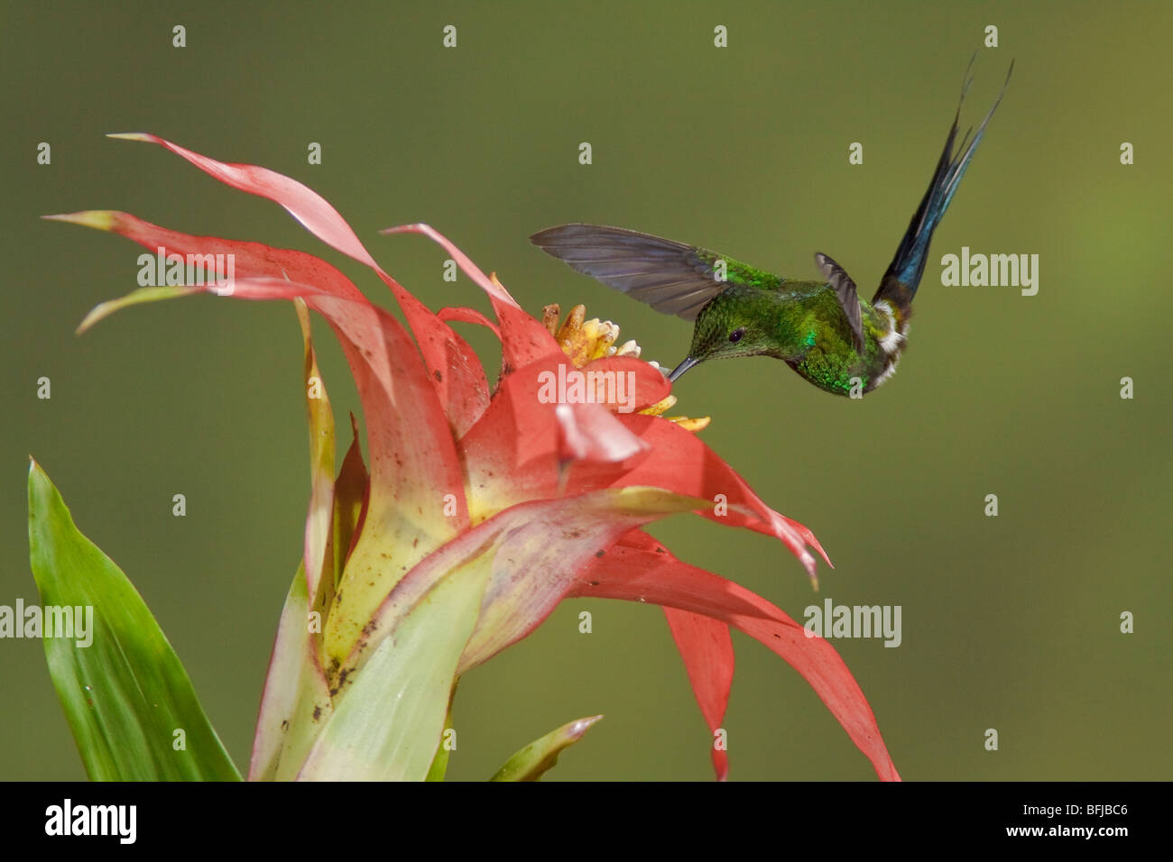 Grünes Thorntail (Popelairia Langsdorffi) Fütterung auf eine Blume während des Fluges in der Bueneventura Lodge in Südwest-Ecuador. Stockfoto