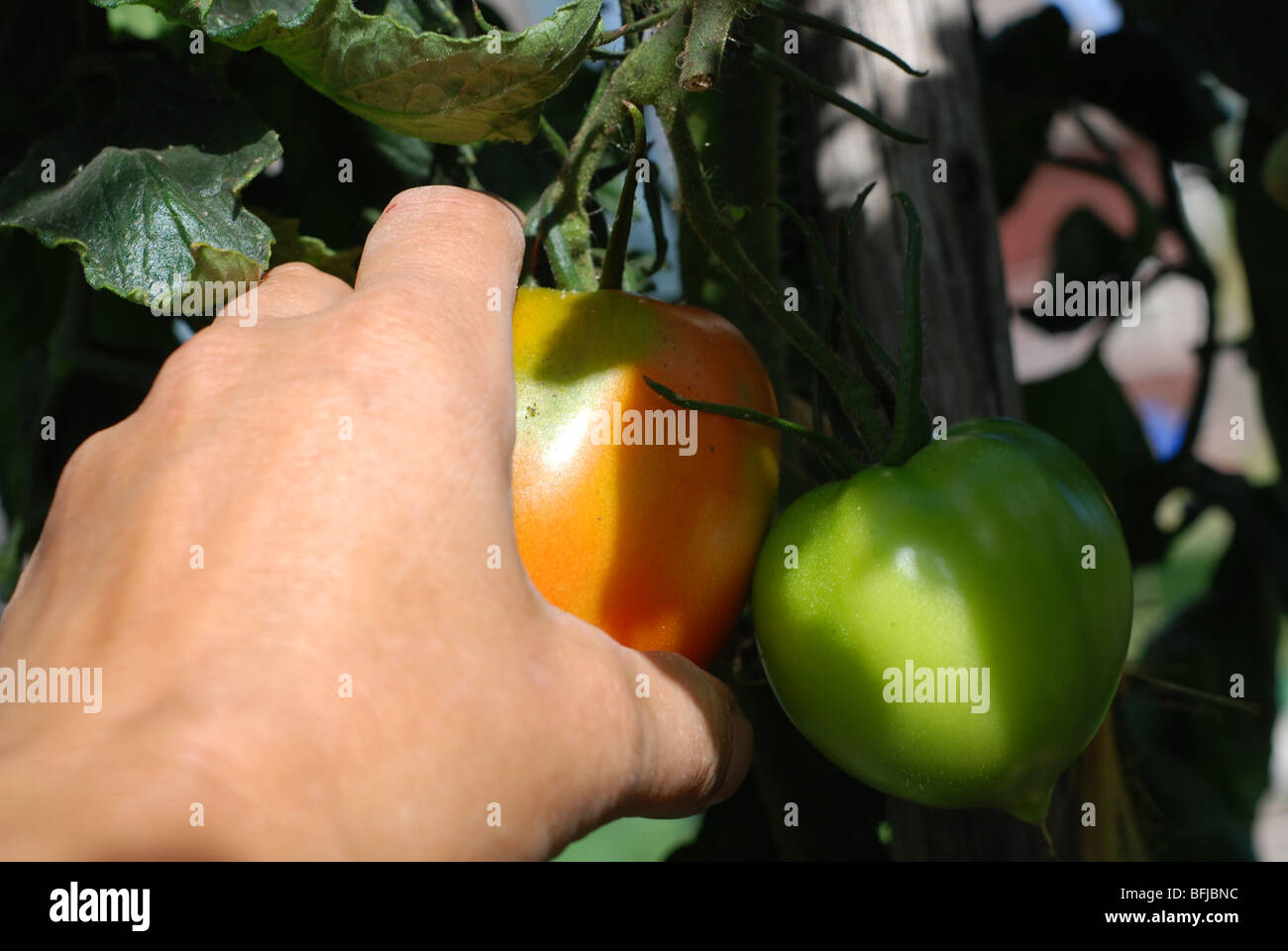 Tomaten pflücken Stockfoto