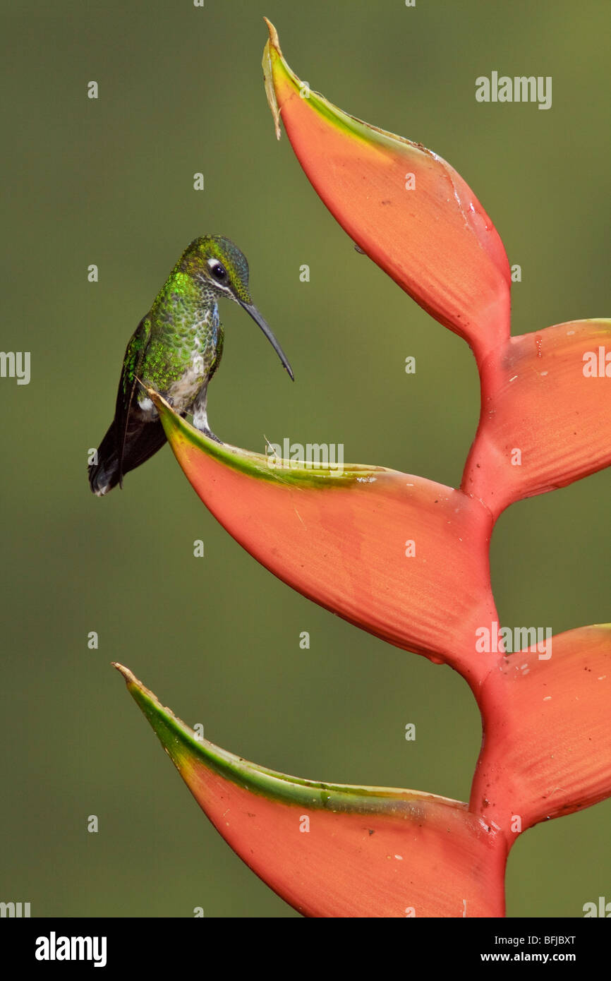 Grün-gekrönter brillant (Heliodoxa Jacula) thront auf einem Ast im Buenaventura Lodge in Südwest-Ecuador. Stockfoto