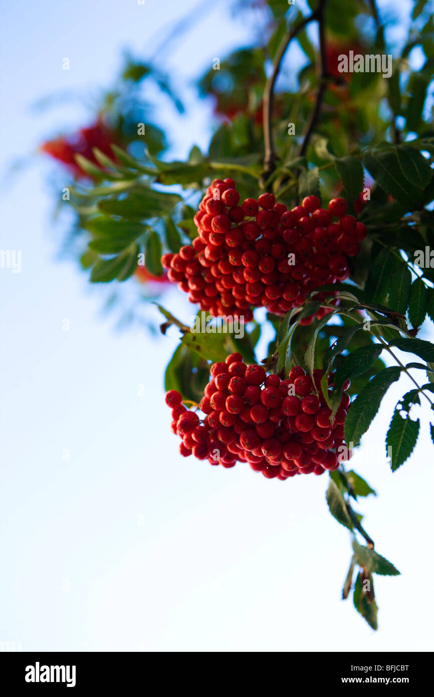 Vogelbeeren. Stockfoto