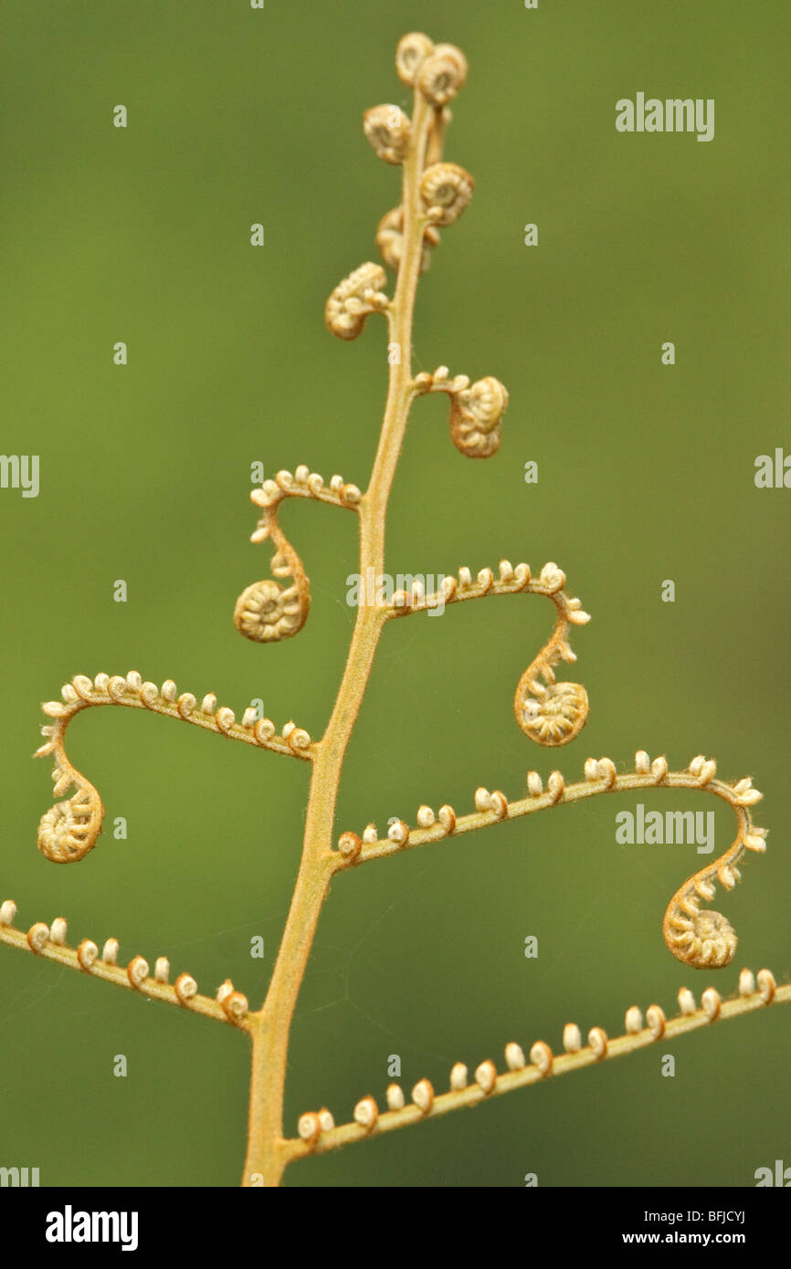 Ein Farn im Podocarpus Nationalpark im Südosten Ecuadors. Stockfoto