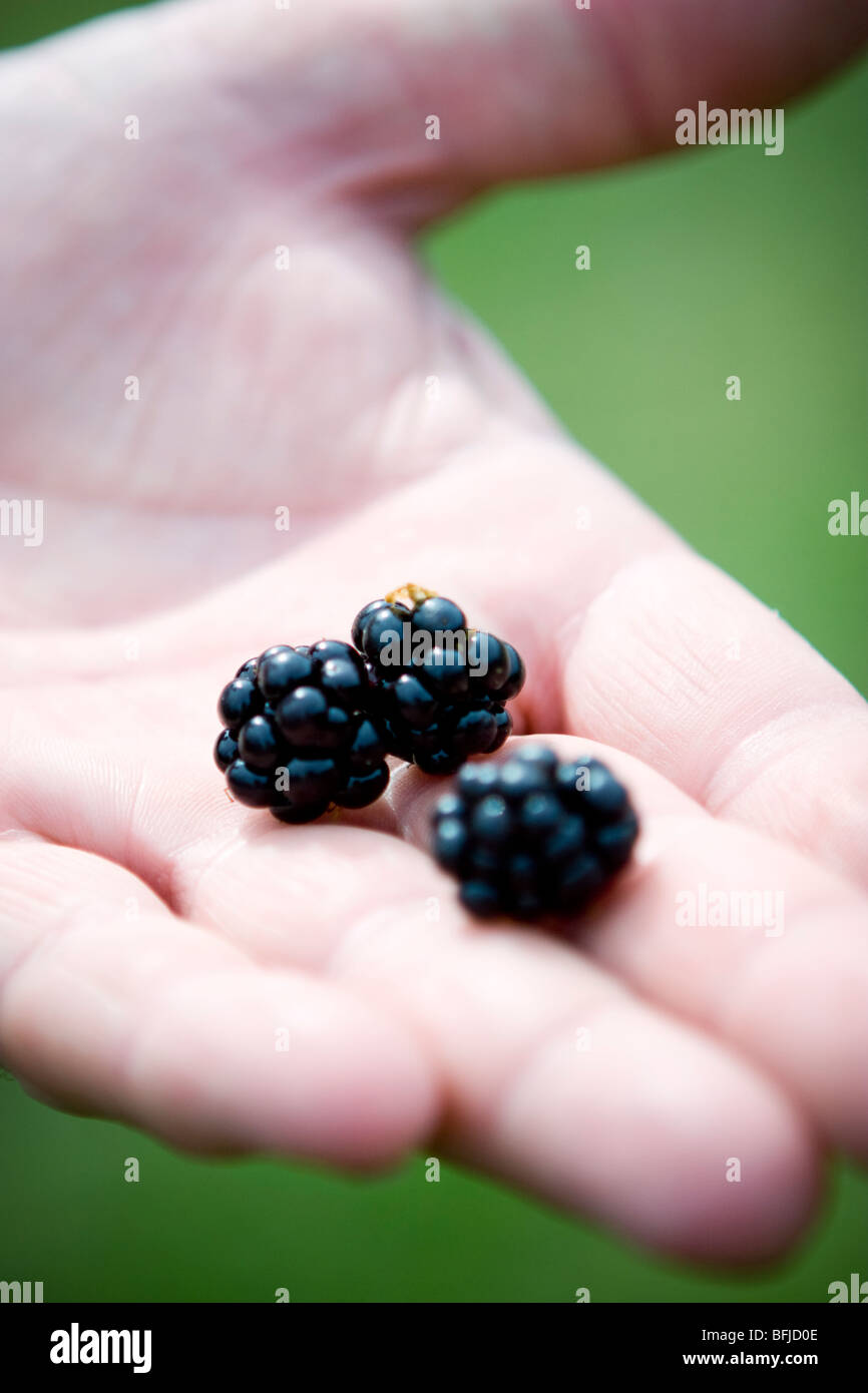 Drei Brombeeren in der Handfläche von jemandem ¥ s Hand, Schweden. Stockfoto