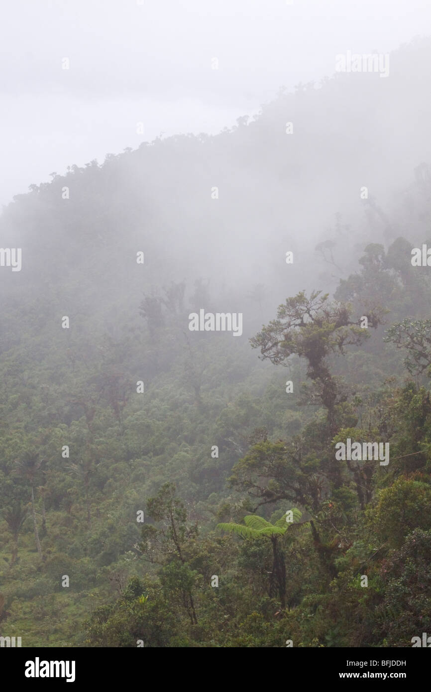 Eine malerische Aussicht auf den Nebelwald aus der Tapichalaca-Reserve im Südosten Ecuadors. Stockfoto