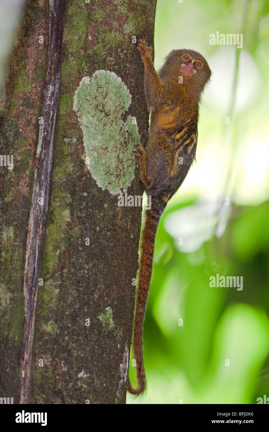 Ein Affe saß auf einem Baum im Amazonas Ecuadors. Stockfoto