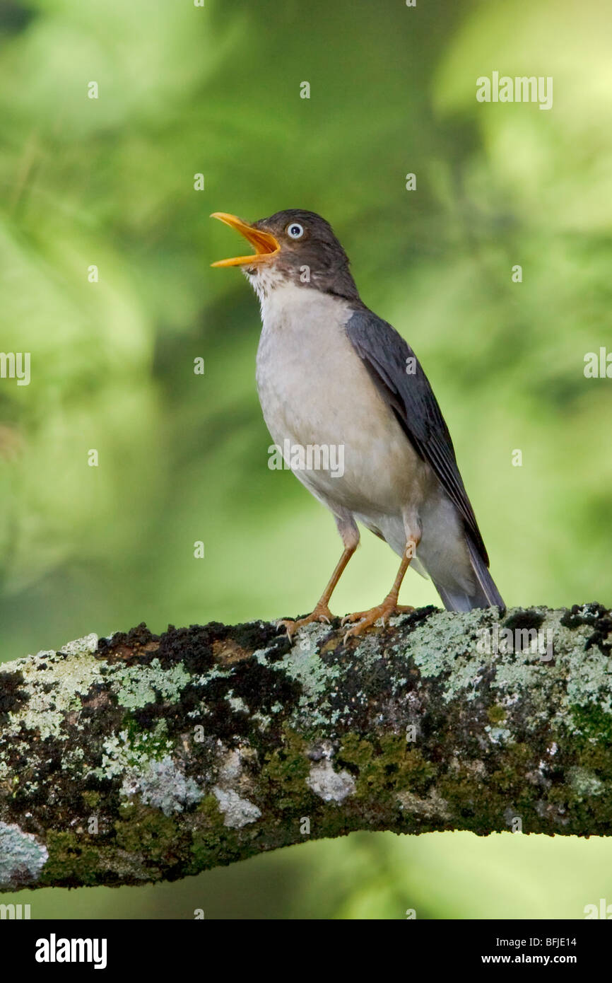 Plumbeous-backed Drossel (Turdus Reevei) thront auf einem Ast an der Utuana-Reserve in Südwest-Ecuador. Stockfoto