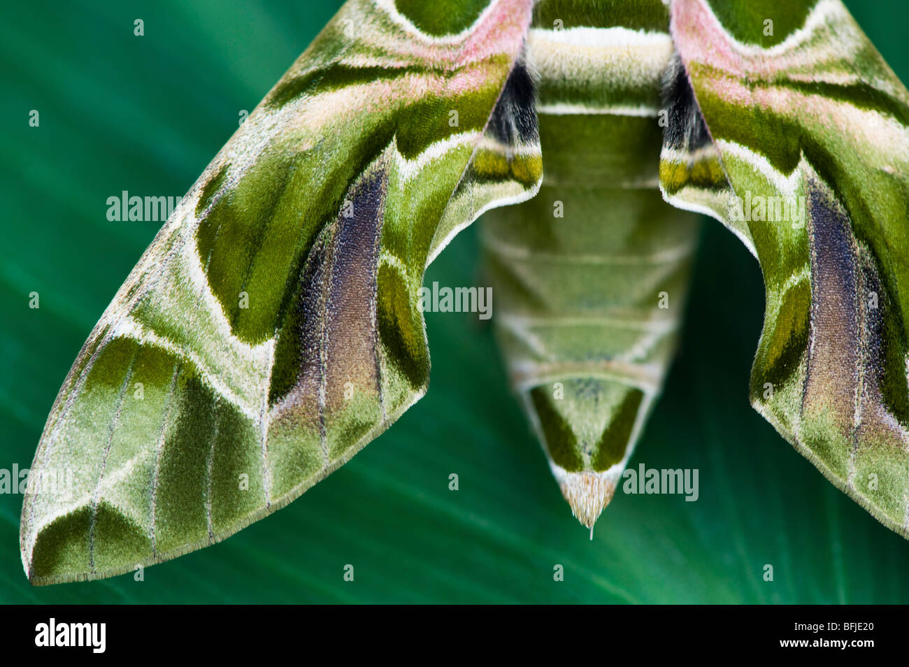 Oleander Hawk Moth, Daphnis Nerii. Abstrakte Tarnmuster Flügel Stockfoto