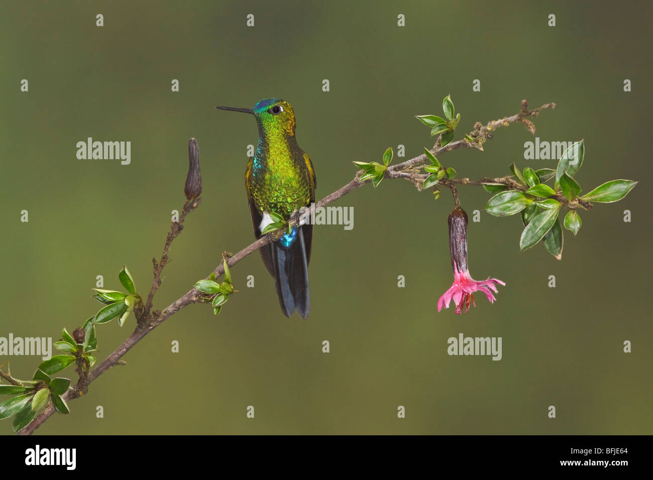 Saphire ventilierte Puffleg (Eriocnemis Luciani) thront auf einem Ast an der Yanacocha Reserve in der Nähe von Quito, Ecuador. Stockfoto