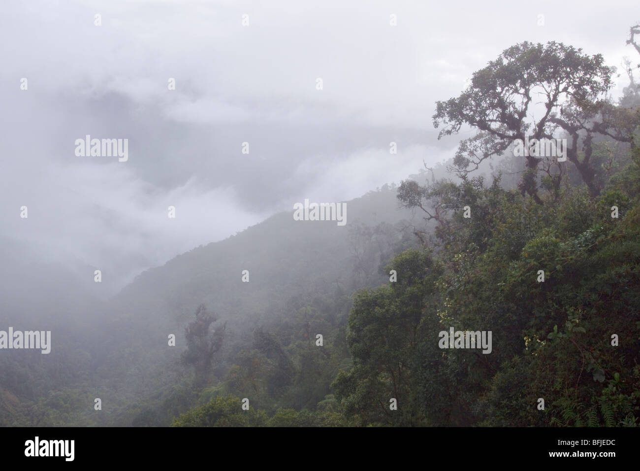 Eine malerische Aussicht auf den Nebelwald aus der Tapichalaca-Reserve im Südosten Ecuadors. Stockfoto